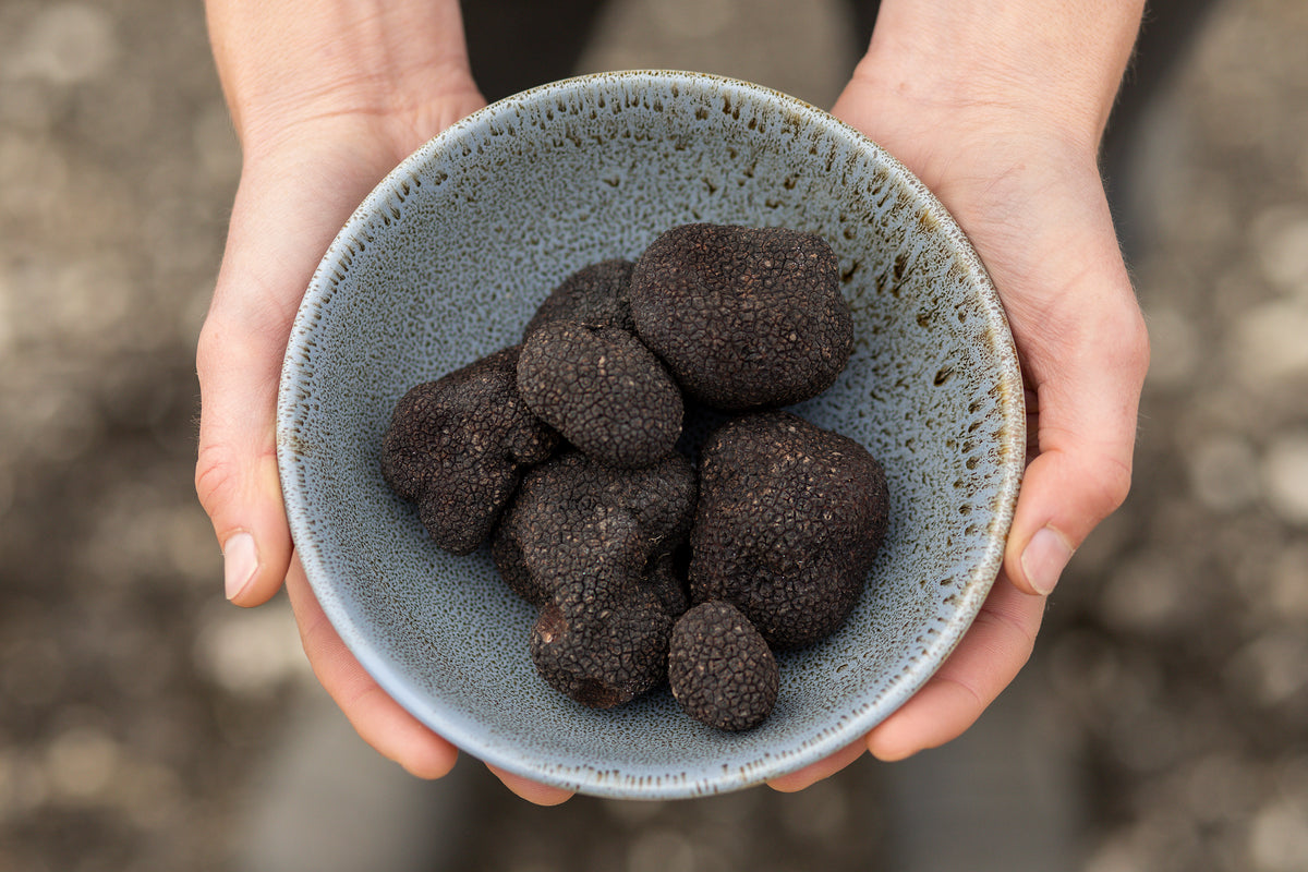 How to Care for Fresh Truffles - The Truffle Company
