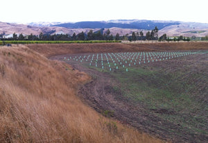 Truffle Tree Planting